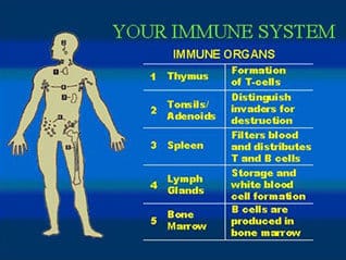 diagram of the human immune system
