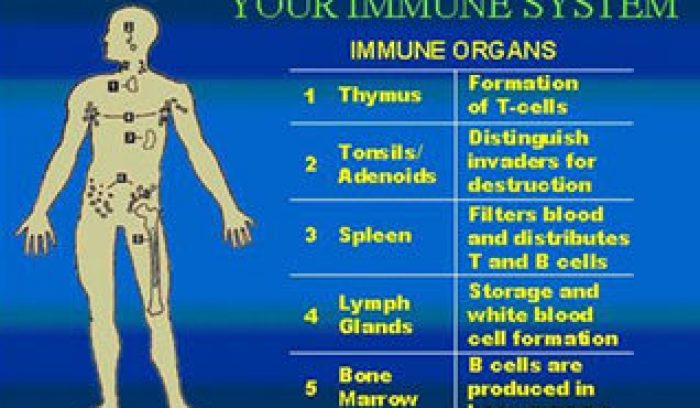 diagram of the human immune system