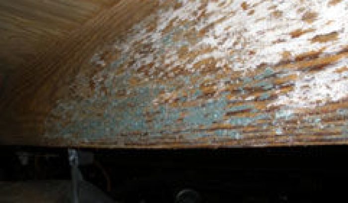 mold in crawl space